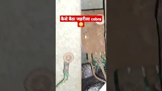 कैसे बैठा जहरीला cobra😳 shorts cobras baby venomouscobra funny cobrasnake nature snake [upl. by Shimberg]