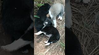 Abandon Puppies mother died helptheanimals weakanimals animalrescue humanity [upl. by Rox364]