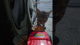 Remotecontrolled feeding 🐈🐈 Feeding cat cute food [upl. by Rriocard]