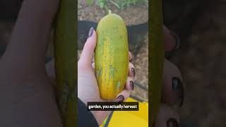 Harvesting the Overripe Cucumber  PART 2 [upl. by Gretna]