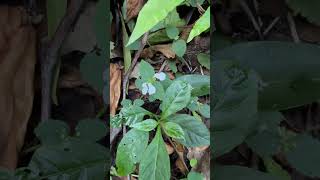 Leucas biflora a medicinal herb of Odisha herb medicinal odisha indianplant forest t [upl. by Nueoht]