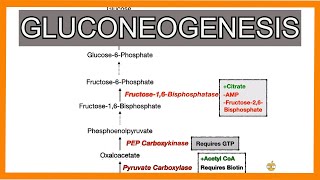 Gluconeogenesis [upl. by Einobe20]