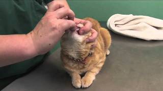 How to pill a cat [upl. by Domini]