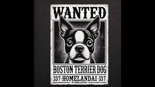 The Boston Terrier Americas Gentlemen Dog bostonterrier dog shorts boston terriers [upl. by Depoliti]