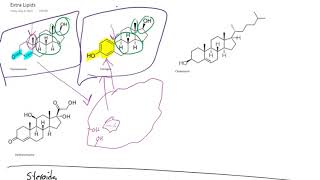 Lipids 3  Steroids and Waxes [upl. by Niuqauj]