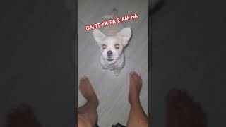 GABI GABI NA LANG LULU shortvideo shihtzu doglover youtubeshorts pets viralvideo cutepuppy [upl. by Kaylee]