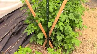 Managing High Tunnel Raspberries with a V trellis system [upl. by Nimaj394]