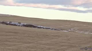 Gyrfalcon hunts Mallards 2018 [upl. by Lenehc842]