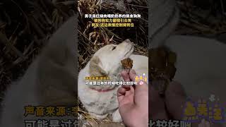 男子用红烧肉喂奶奶养的狗，结果狗子却投来鄙夷的目光 [upl. by Ollie]