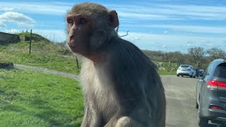 Longleat Safari Park UK 2023 [upl. by Nadaba420]