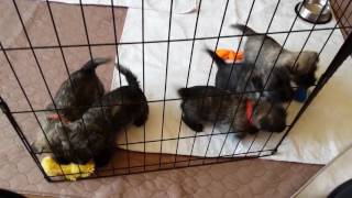 Cairn Terrier Puppies [upl. by Zipporah682]