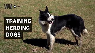 Herding Dogs Are an Invaluable Addition to Farms and Ranches [upl. by Posner]