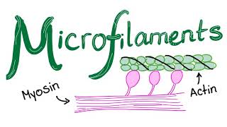 Microfilaments [upl. by Aneelahs]