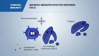 Antibody mediated effector response Virus bacteria and toxins [upl. by Valera]