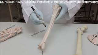 3 Tibia and Fibula [upl. by Akered]