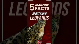 5 Amazing Facts About Snow Leopards [upl. by Sonitnatsnoc778]