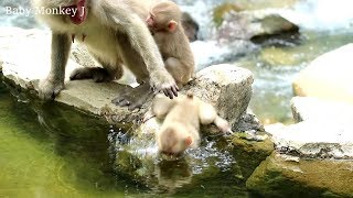 No Baby monkey is pushed into the water [upl. by Laamaj]