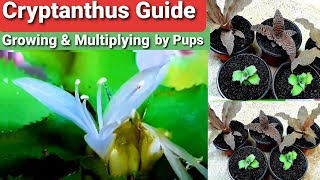 Cryptanthus Earth Star Flower amp Pups  Propagation amp Care Guide [upl. by Buckie915]