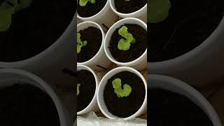 checkout my hydroponically grown kratkyhydroponics thankyouforwatching [upl. by Leighland]