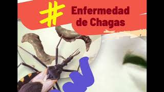 Enfermedad de Chagas una breve explicación [upl. by Cargian16]