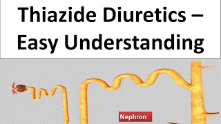 Hydrochlorthoazide Chlorthalidone Thiazide Diuretics  Pharmacology amp MOA How it works [upl. by Seaman632]