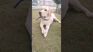 Parry Labrador 🥰🥰😘 koi itna khubsoorat labrador labradorretriever dog puppy doglover [upl. by Dilly770]