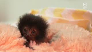 Meet Betty our Tiny Goeldis Monkey [upl. by Gerhardt]