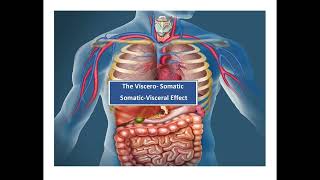 The VisceralSomatic  SomaticVisceral Effect in Visceral Osteopathy Podcast Clip [upl. by Eelame]