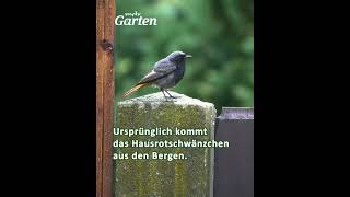 Der Vogel des Jahres ornithologie hausrotschwanz [upl. by Necyrb]