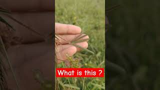 What is this  Comment the plant name  amazing viral shorts nature [upl. by Ititrefen]