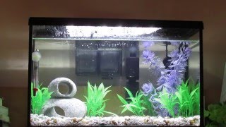 Fishes Cycling a Freshwater Aquarium [upl. by Enyawal546]