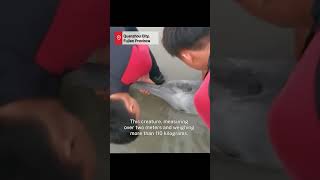 Stranded Chinese white dolphin rescued released in Fujian [upl. by Nnylodnewg]