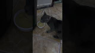 Cat Eating cat catlovers catvideos catvideos catshorts catvideo catsofinstagram catsoftiktok [upl. by Ellek]