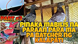 Paano ma pa Batcher ng kalapati Part 3 [upl. by Arreic]