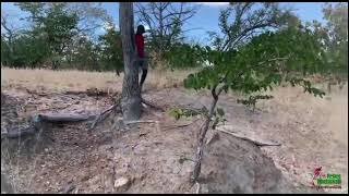 Making porridge out of the Baobab fruits [upl. by Mehs61]