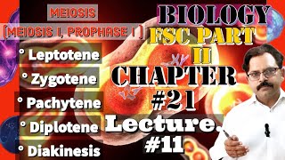 Meiosis I Prophase I  Leptotene Zygotene Pachytene Diplotene Diakinesis FSc 2nd yrLec11 [upl. by Lahey274]