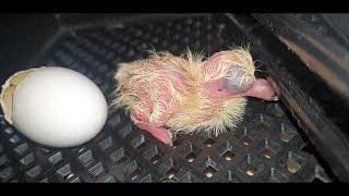 Ontwikkeling van een duivenkuiken Development and hatching of a dove chick day 1 17 [upl. by Socha743]