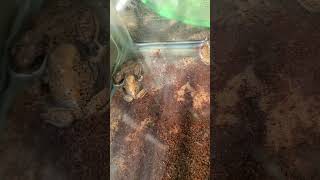 My adorable baby Spadefoot Toads [upl. by Phila]