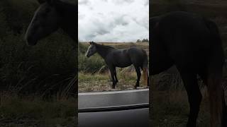 Wildpferde auf der Straße in Livno 🇧🇦 [upl. by Reyem855]