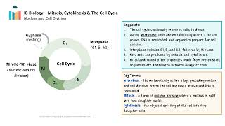 Mitosis Cytokinesis amp The Cell Cycle IB Biology SLHL [upl. by Manaker]