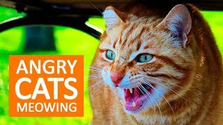 ANGRY CATS MEOWING LOUDLY  Make your Cat Go Crazy HD [upl. by Nnateragram]