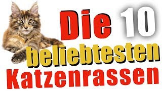 🔴 Die 10 BELIEBTESTEN Katzenrassen ⭐🐈 [upl. by Iphigeniah]