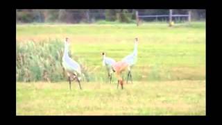 Whooping Crane Family Rockport TX [upl. by Yvaht]