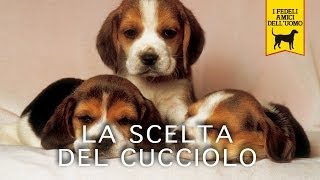 LA SCELTA DEL CUCCIOLO  Trailer Documentario [upl. by Aisinut839]