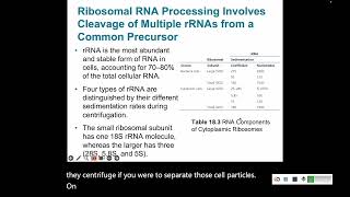 Transcription 5 rRNA and tRNA processing [upl. by Engel300]