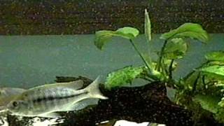 Nyassachromis boadzulu eating Cyclops with Protrusible Mouth Video 2 [upl. by Yla]