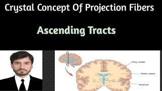 Projection fibers Part 2 Ascending tractssensory nerves with clinical correlations [upl. by Nerrat149]