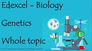 The Whole of Edexcel GENETICS Revision for 91 GCSE biology or combined science [upl. by Schwerin]