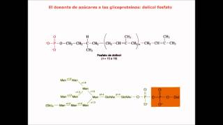 Lec564 Traducción ARN umh1025 201516 [upl. by Airdnaxela]