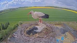 Storchennest Hungen  1 Küken geschlüpft das 2 Küken hat es fast geschafft 🐤🐥  24042024 [upl. by Yrol732]